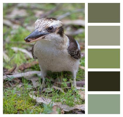 Bird Animal Laughing Kookaburra Image